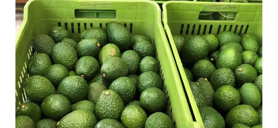 Windfall as Tanzania’s avocado land in China