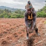 Prioritising soil health for improved yields among Tanzania’s smallholders