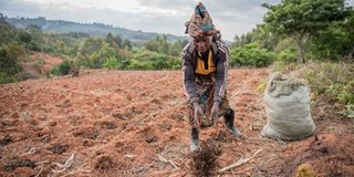 Prioritising soil health for improved yields among Tanzania’s smallholders