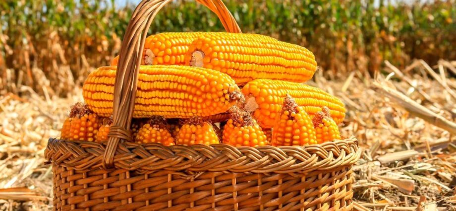 Relief as govt pays Sh20.8 billion to maize farmers before festivities