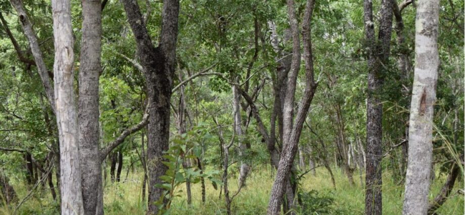 Tanzania Forest Services Agency promotes eco-tourism in forest reserves