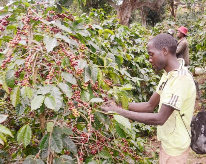 Dar es Salaam Declaration to propel Africa’s coffee industry revival