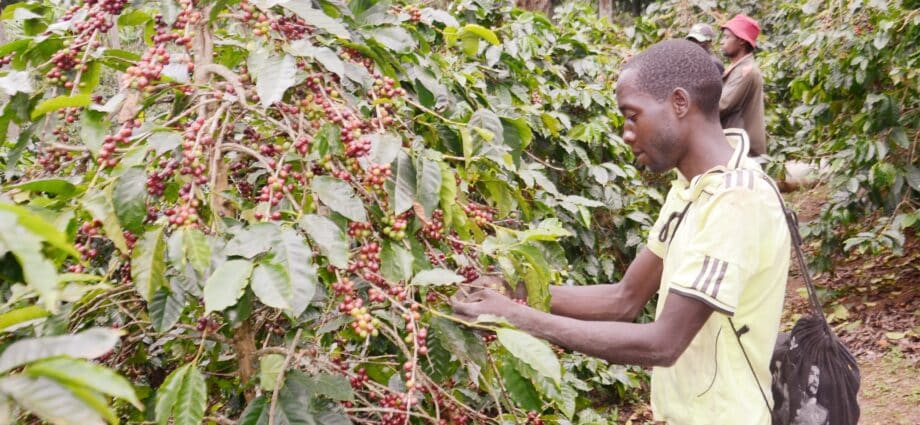 Dar es Salaam Declaration to propel Africa’s coffee industry revival