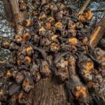 Study reveals Zanzibar home to 32,000 bats