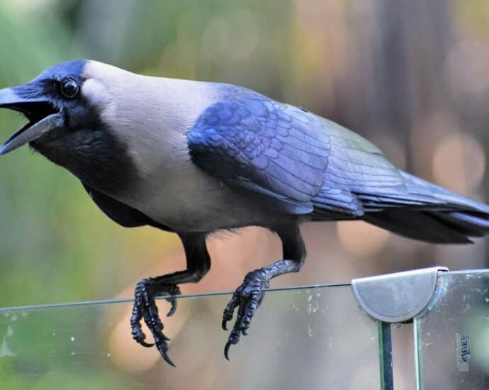 Zanzibar launches drive to eradicate invasive Indian crows 