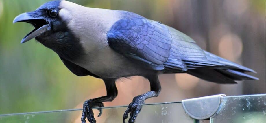 Zanzibar launches drive to eradicate invasive Indian crows 