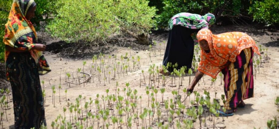 How human activities drive deforestation in Zanzibar